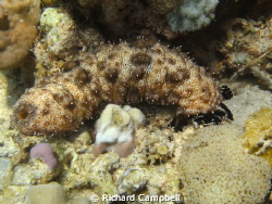 sealife dc1000... by Richard Campbell 